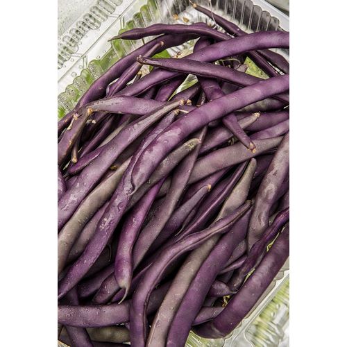 Horton, Janet 아티스트의 Bellevue-Washington State-USA Freshly harvested Violet Podded Stringless pole beans작품입니다.